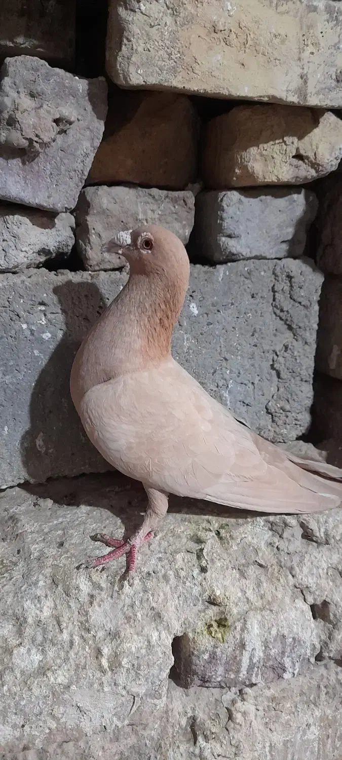 کبوتر زرد ماده|پرنده|زهک, |دیوار
