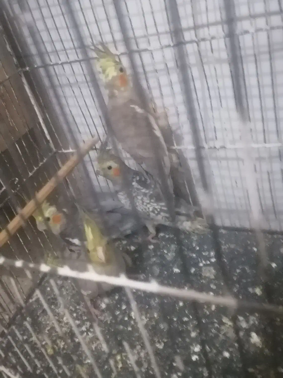 عروس هلندی|پرنده|زارچ, |دیوار