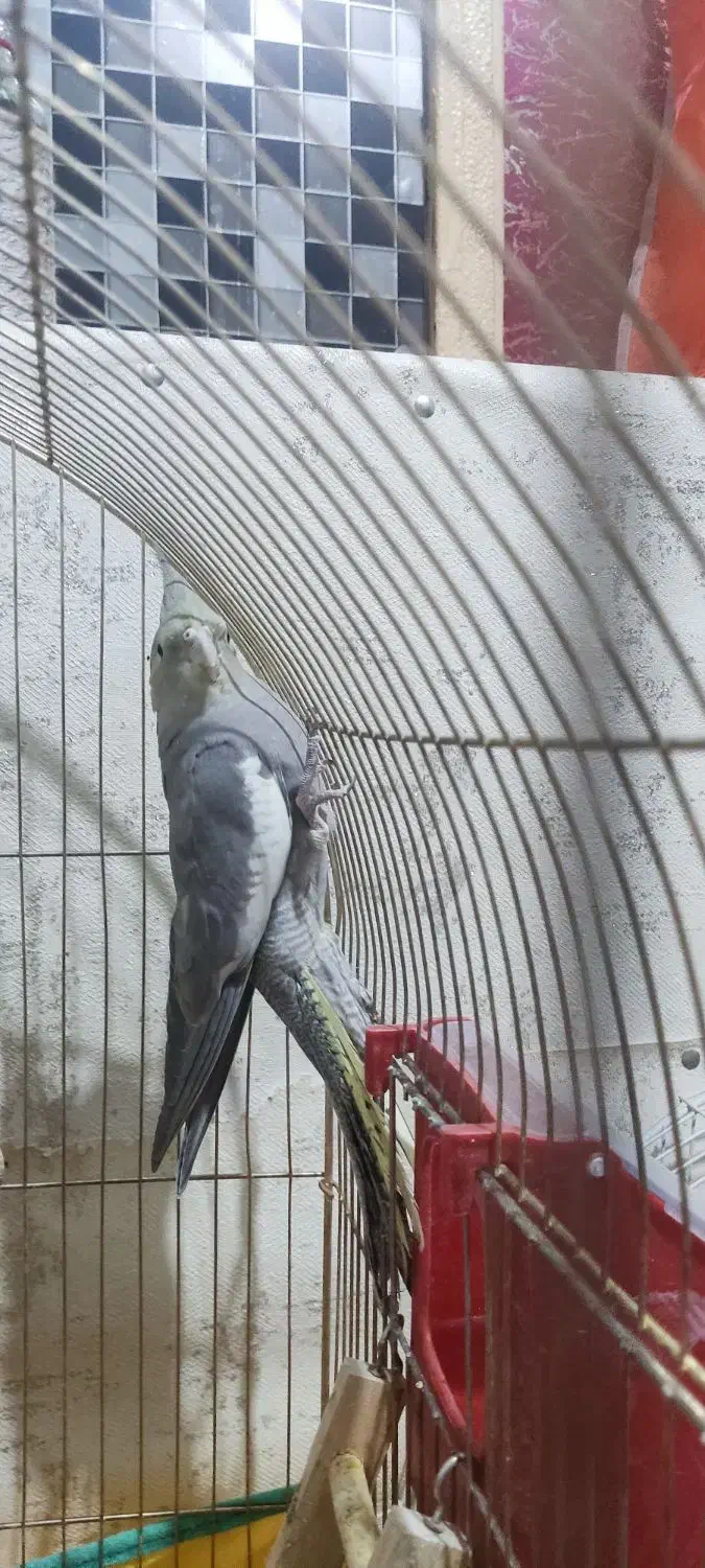 هلندی|پرنده|مسجد سلیمان, |دیوار