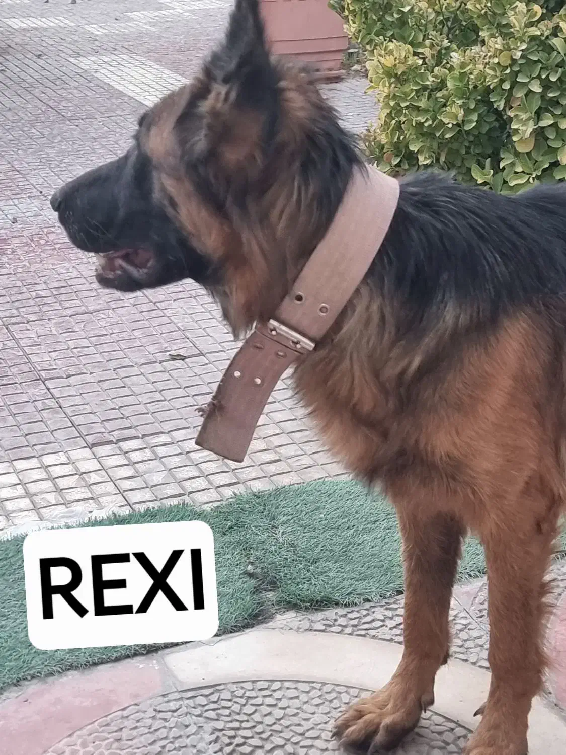 زرمن ماده صد در صد خالص|سگ|ماهدشت, |دیوار