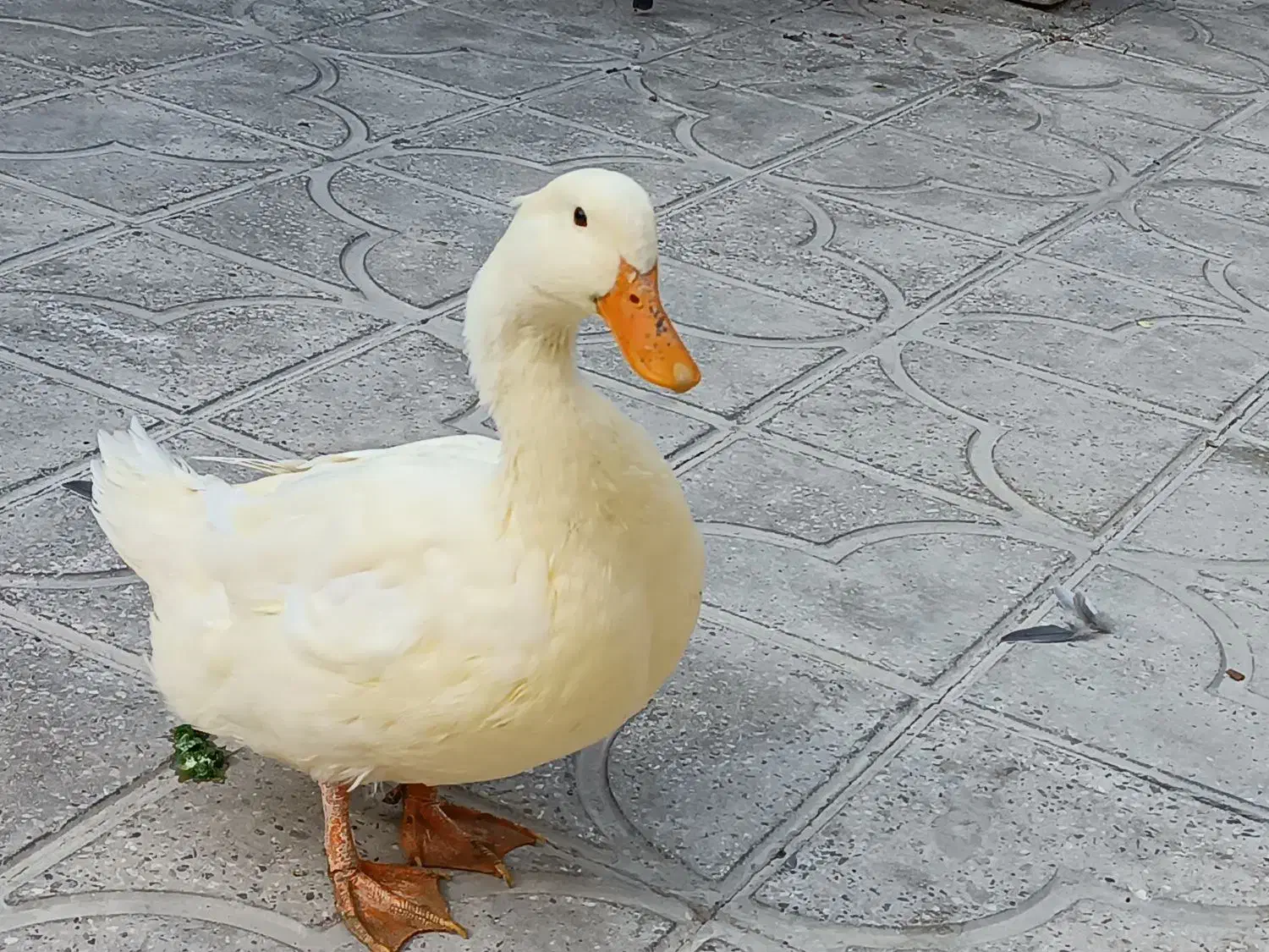 اردک|پرنده|مرودشت, ثبت احوال|دیوار