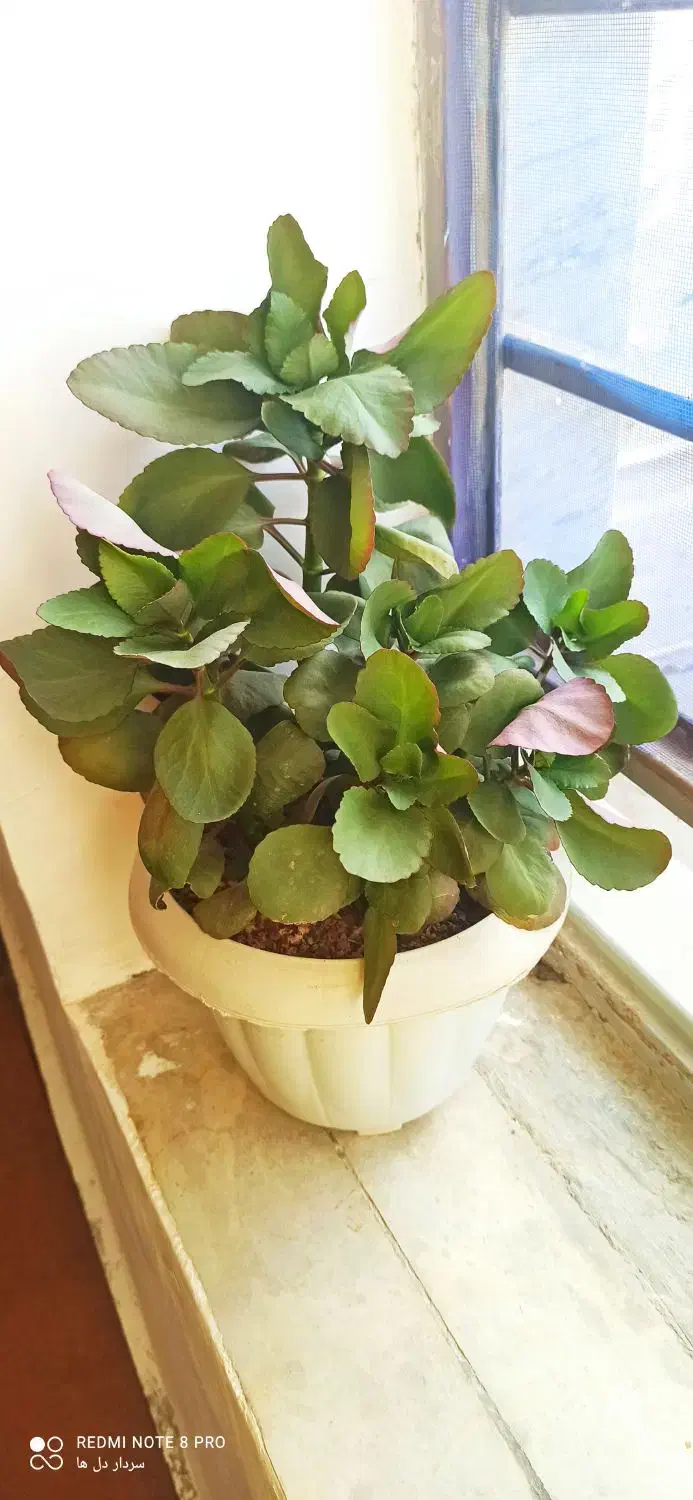 گل‌ طبیعی  پتوس قاشقی|گل و گیاه طبیعی|کوهدشت, |دیوار