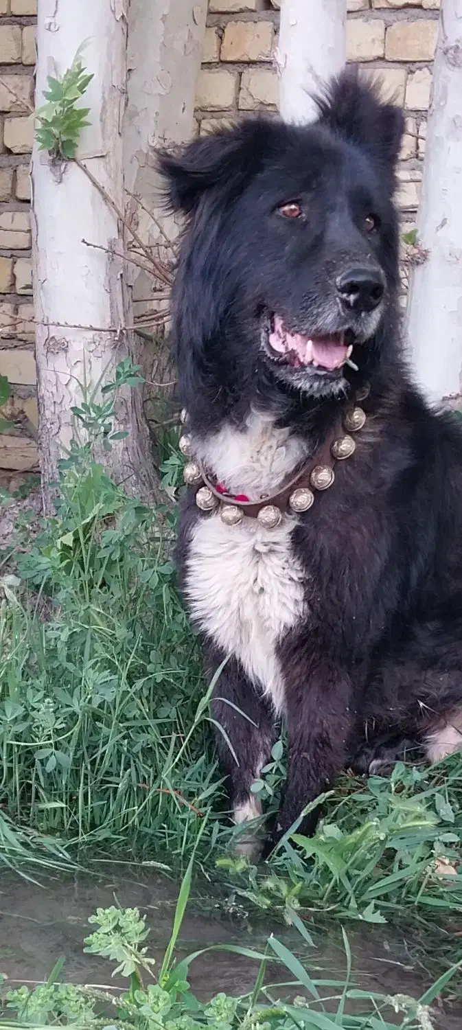 سگ قدرجونی|سگ|فلاورجان, |دیوار