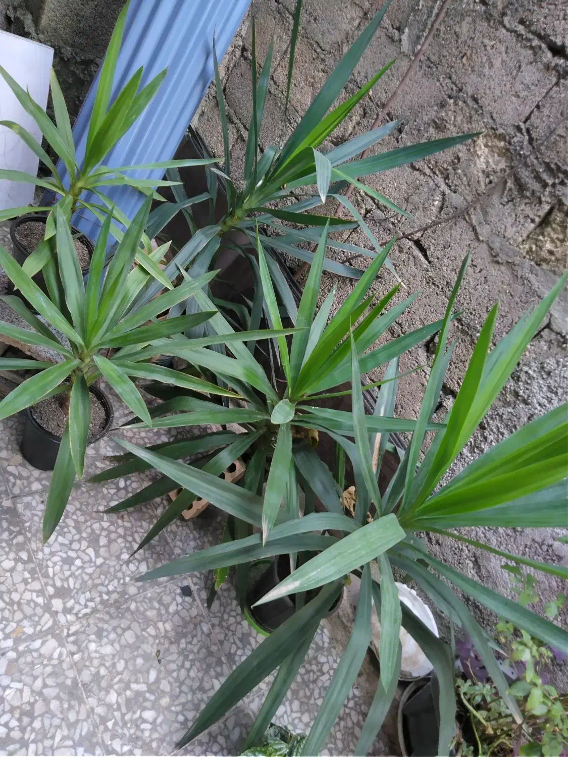 یوکاهای سرسبز|گل و گیاه طبیعی|رشت, عینک|دیوار