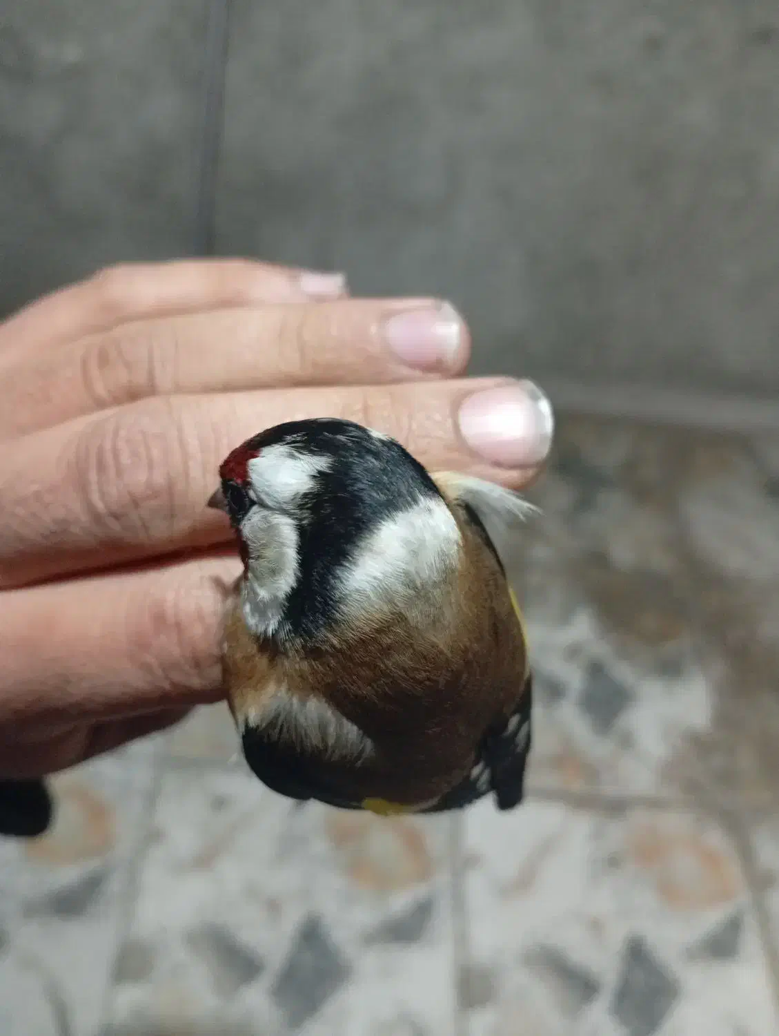 سهره|پرنده|مریوان, |دیوار