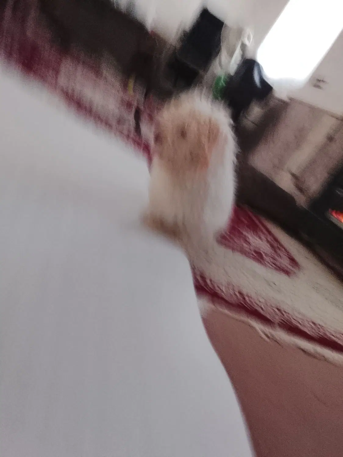 سگگ|سگ|بجنورد, |دیوار
