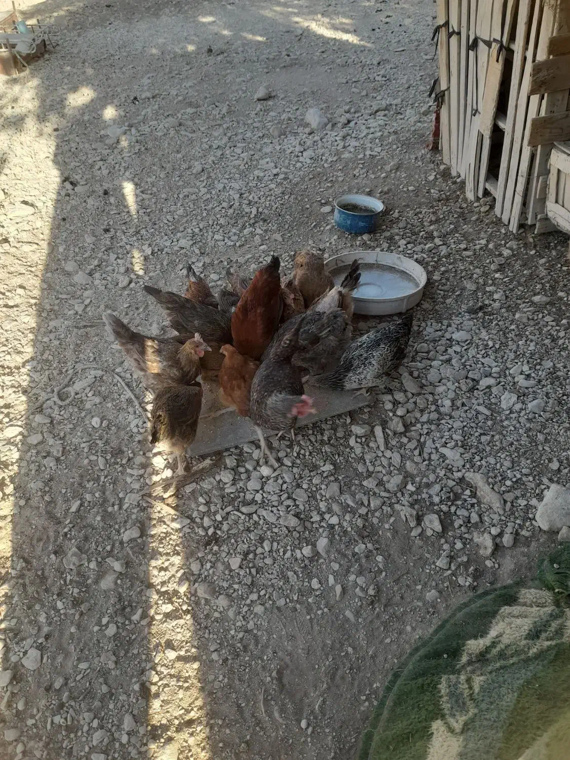 مرغ فروش|حیوانات مزرعه|دهلران, |دیوار