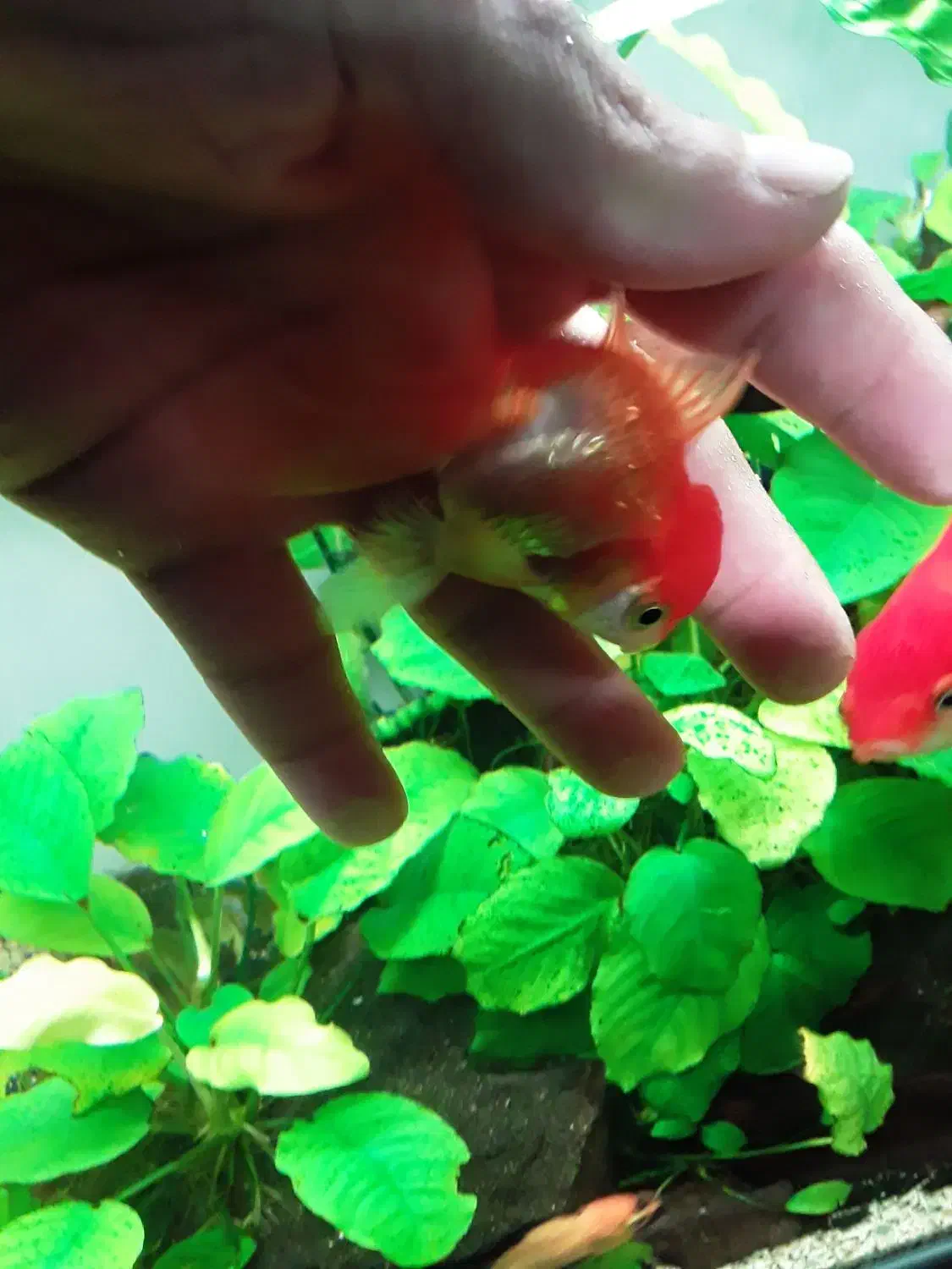 گلدفیش|ماهی|ری, حمزه‌آباد|دیوار