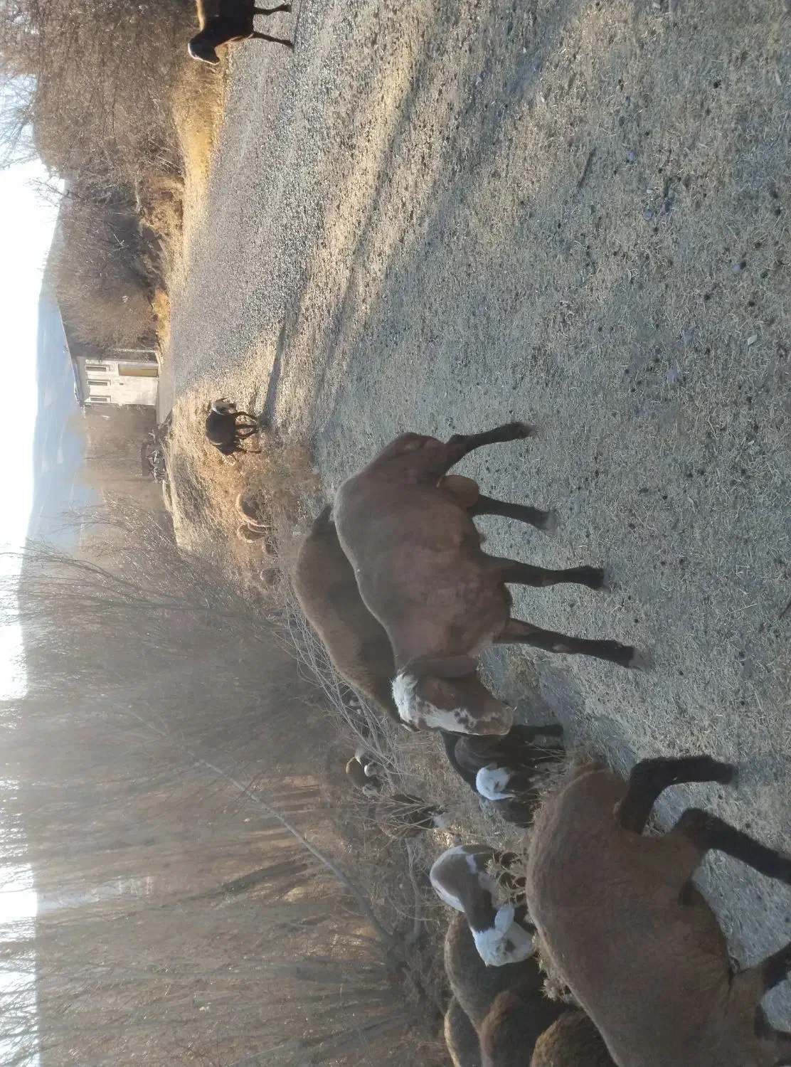 قوچ|حیوانات مزرعه|شازند, |دیوار