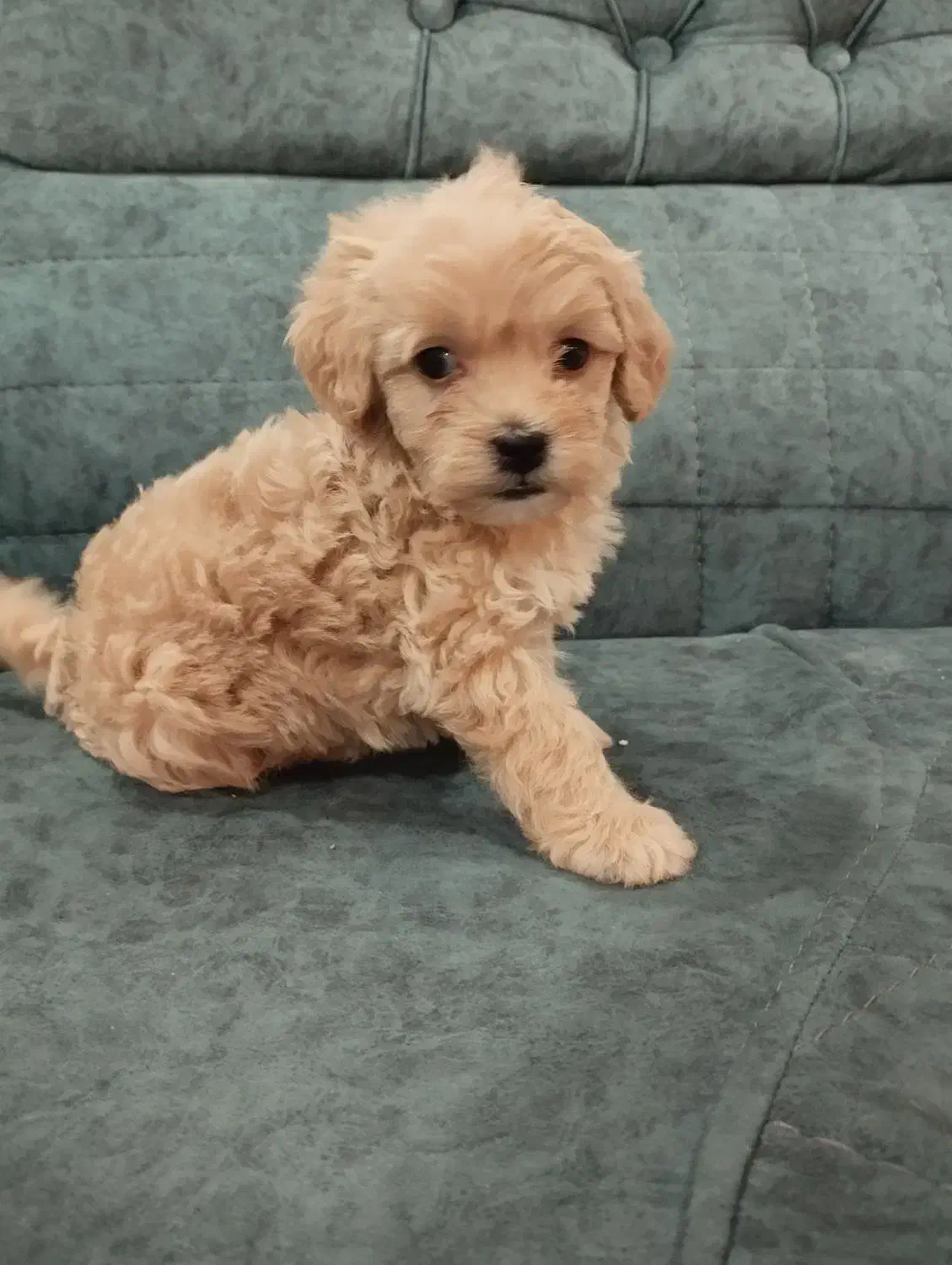 سگ پودل توی اصل|سگ|تهران, جوادیه تهرانپارس|دیوار