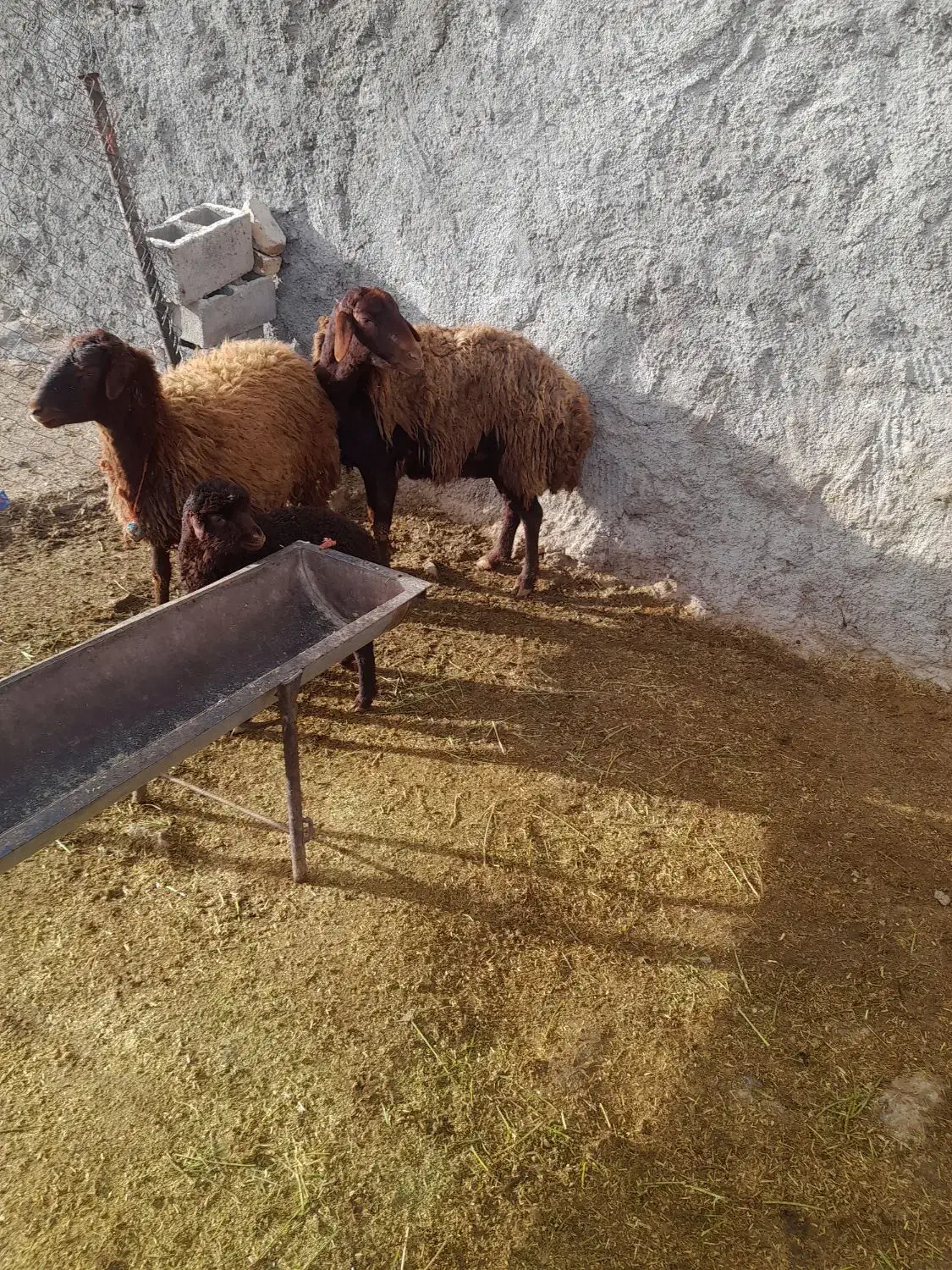 میش بره|حیوانات مزرعه|بیرانوند, |دیوار