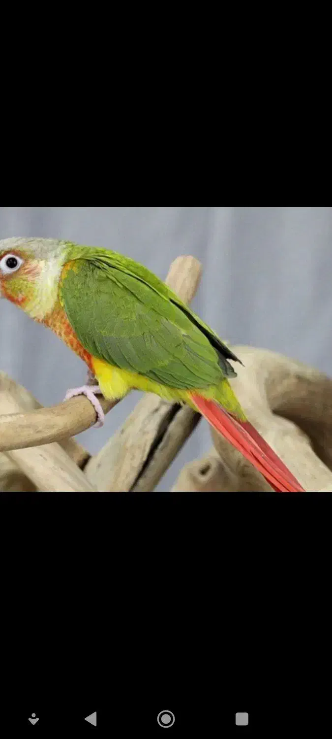 گرینچیک بسیار باادب و دستی|پرنده|شاهرود, |دیوار