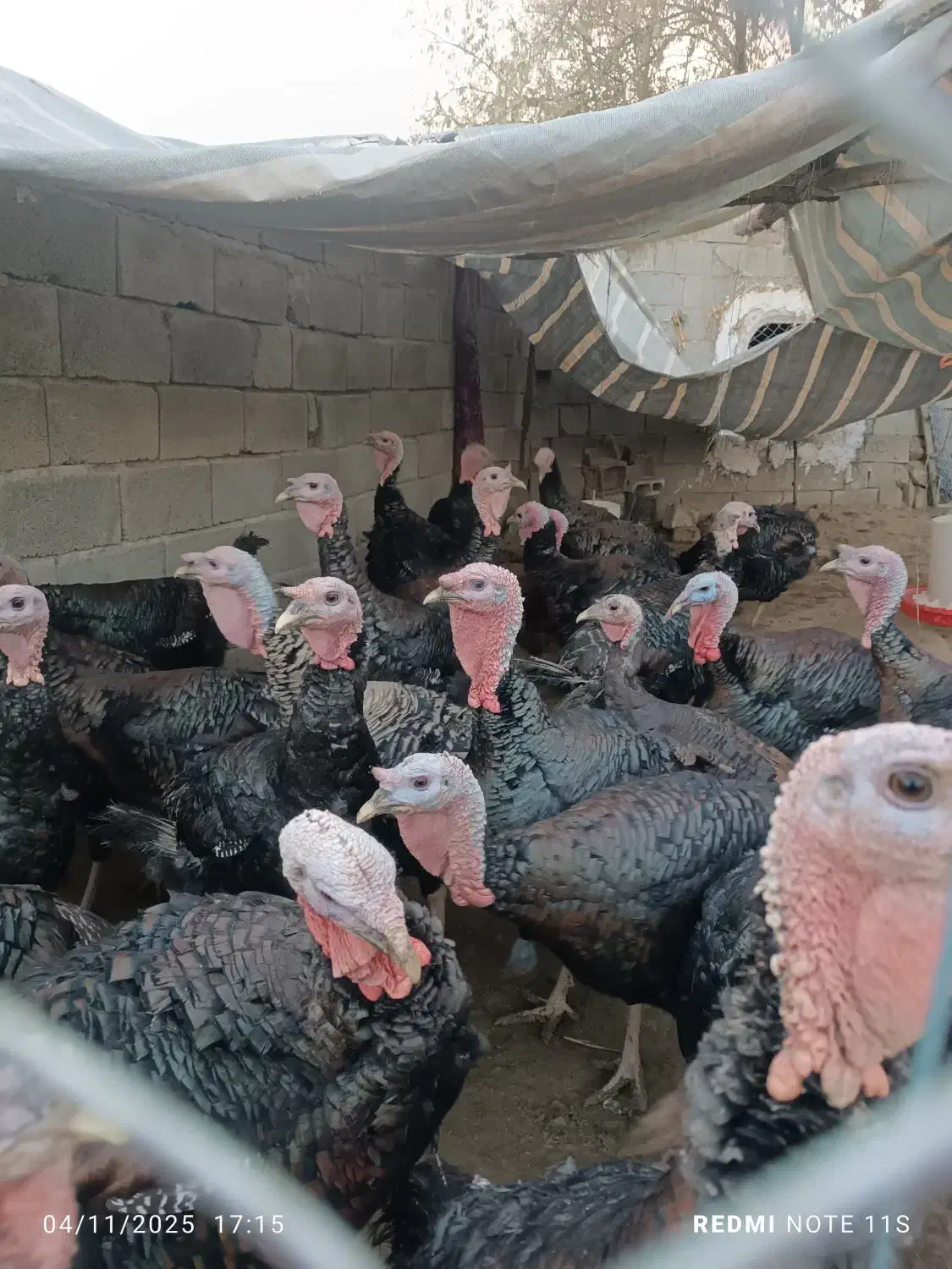 بوقلمون روستای|حیوانات مزرعه|صومای برادوست, |دیوار