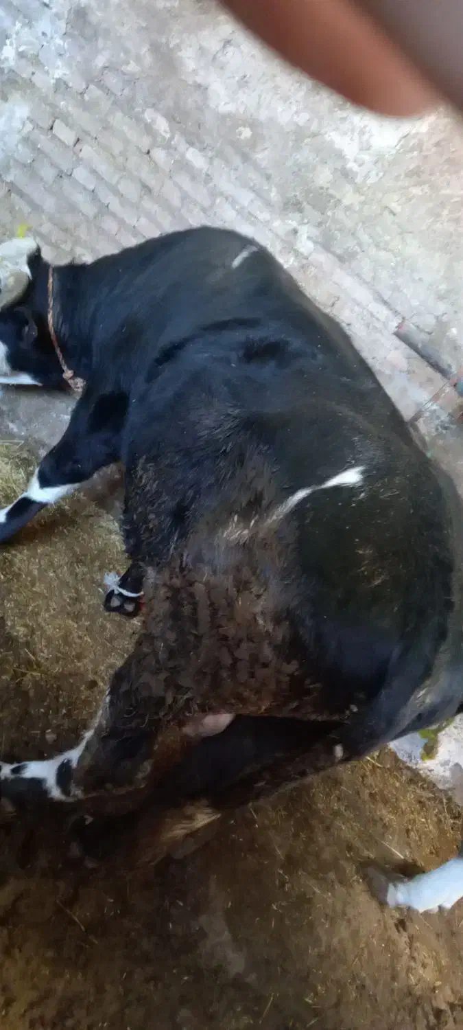 گوساله|حیوانات مزرعه|هریس, |دیوار