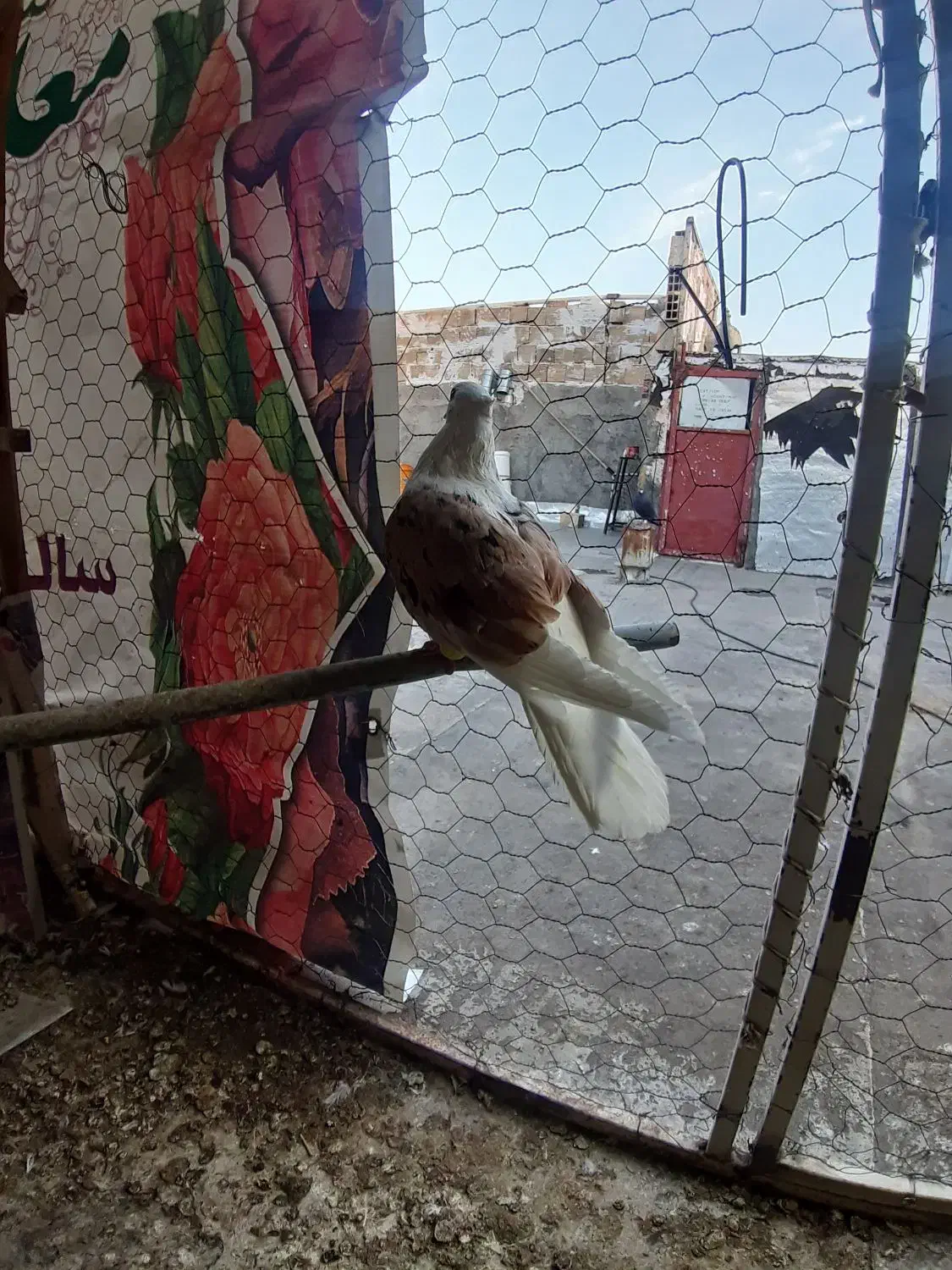 پشت دار نر|پرنده|تاکستان, |دیوار