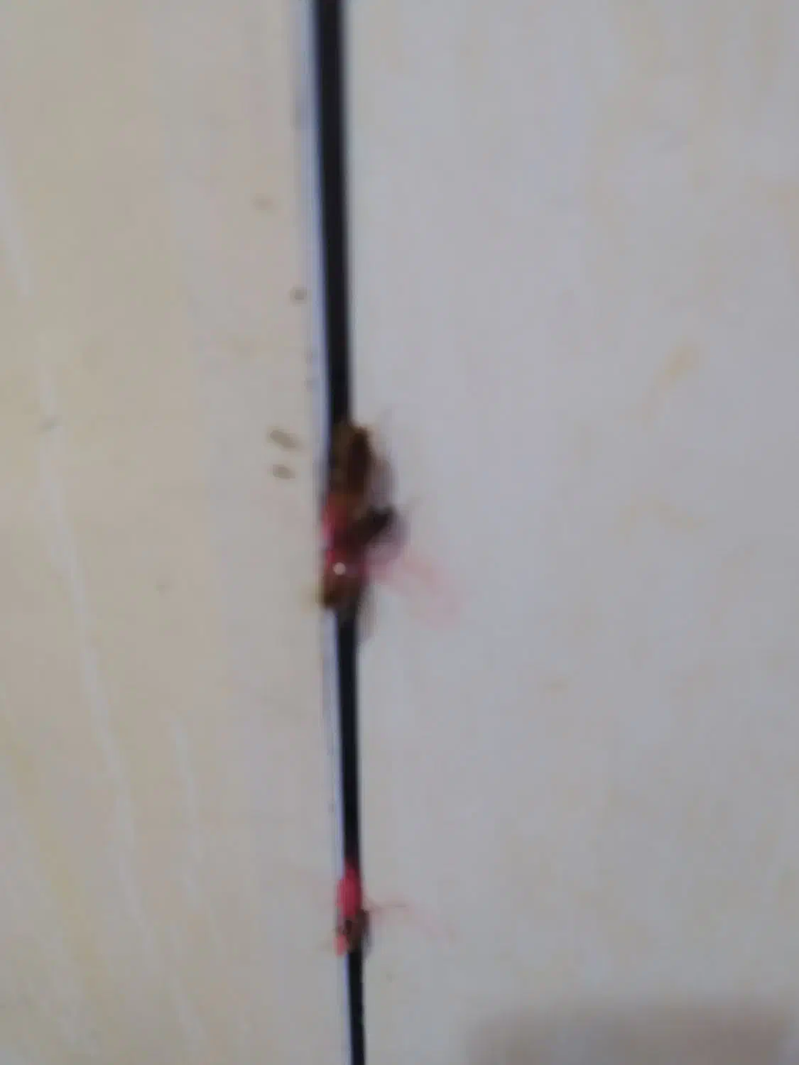 حذف تضمینی سوسک و مورچه بدون سمپاشی با مواد گیاهی|خدمات نظافت|ارومیه, |دیوار