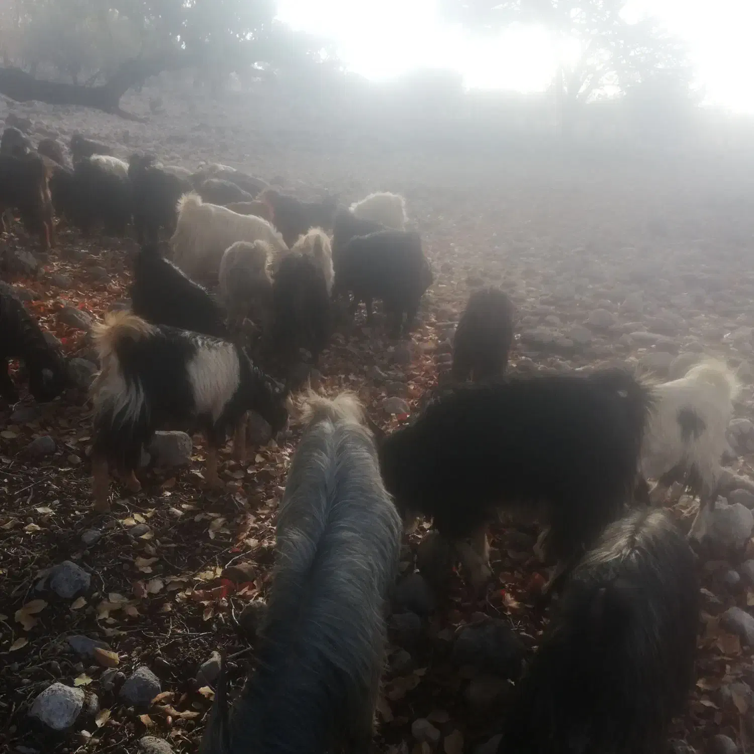 باسلام فروش 80 راس تیشتر بز وکلرجوان|حیوانات مزرعه|کازرون, |دیوار