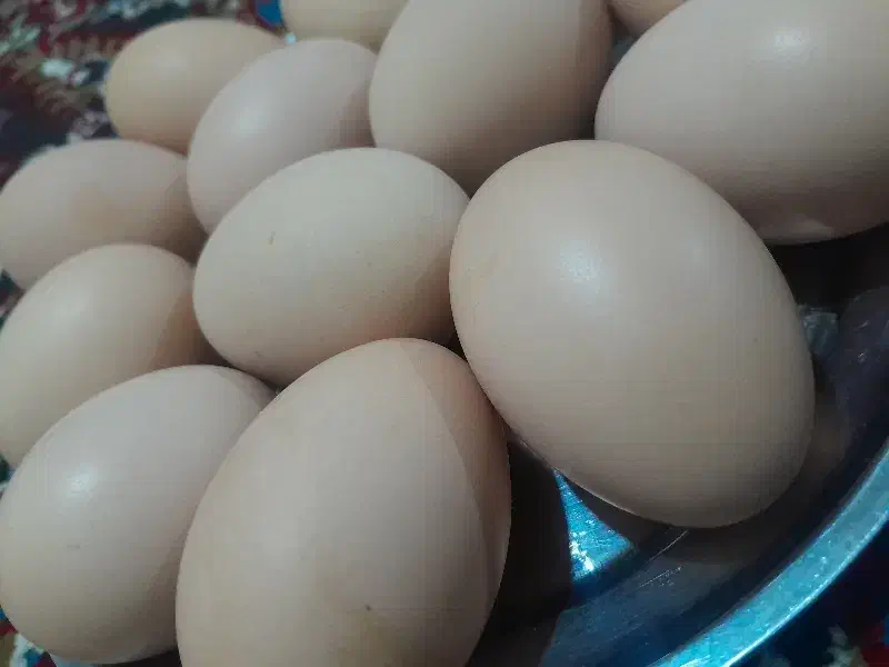 تخم مرغ محلی|خوردنی و آشامیدنی|میاندوآب, |دیوار