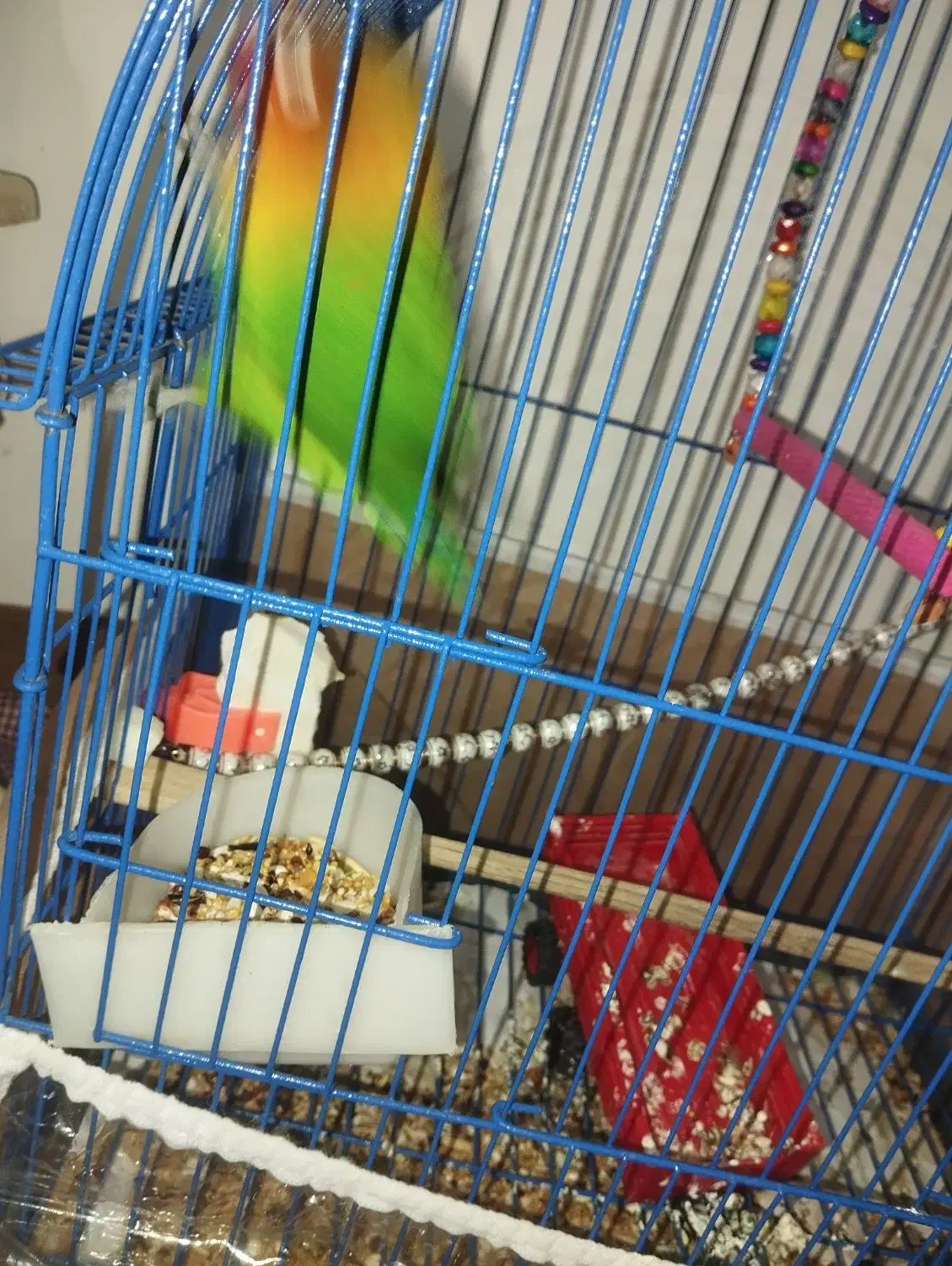 طوطی برزیلی اهلی|پرنده|خوی, |دیوار