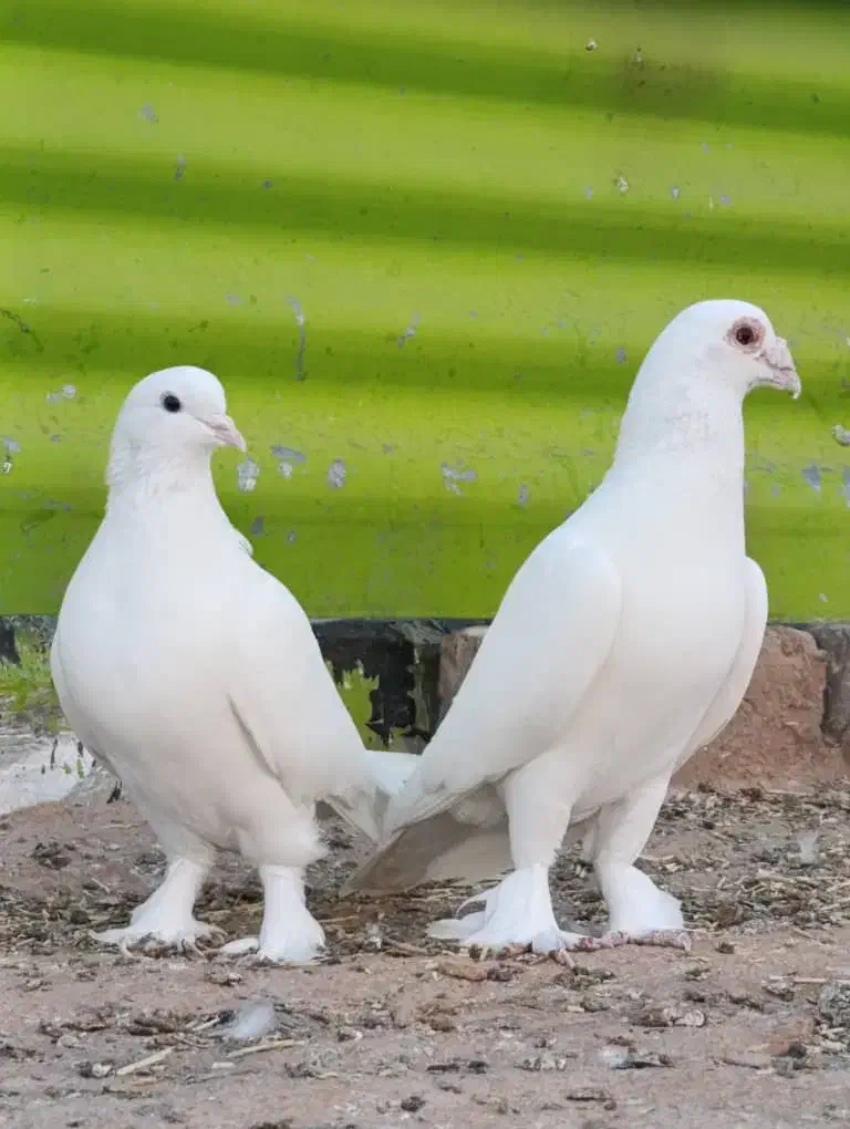 کبوتر نروماده سفیدهل پاپر|پرنده|شیراز, تندگویان|دیوار