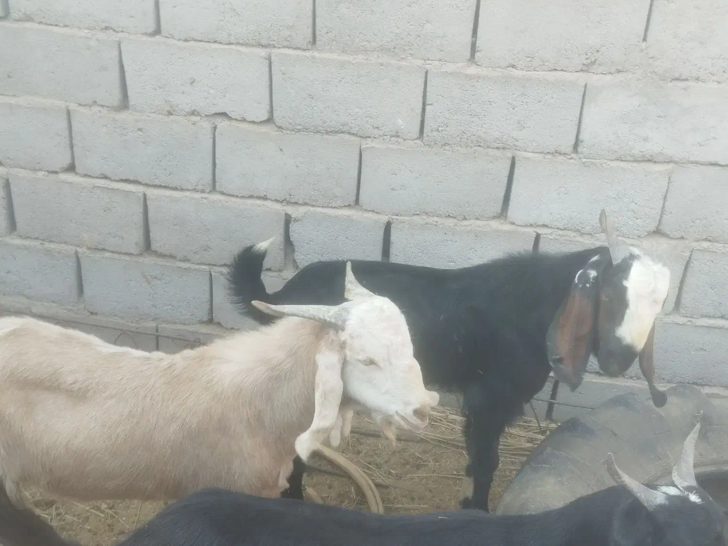 دو عدد نری|حیوانات مزرعه|ریگان, |دیوار