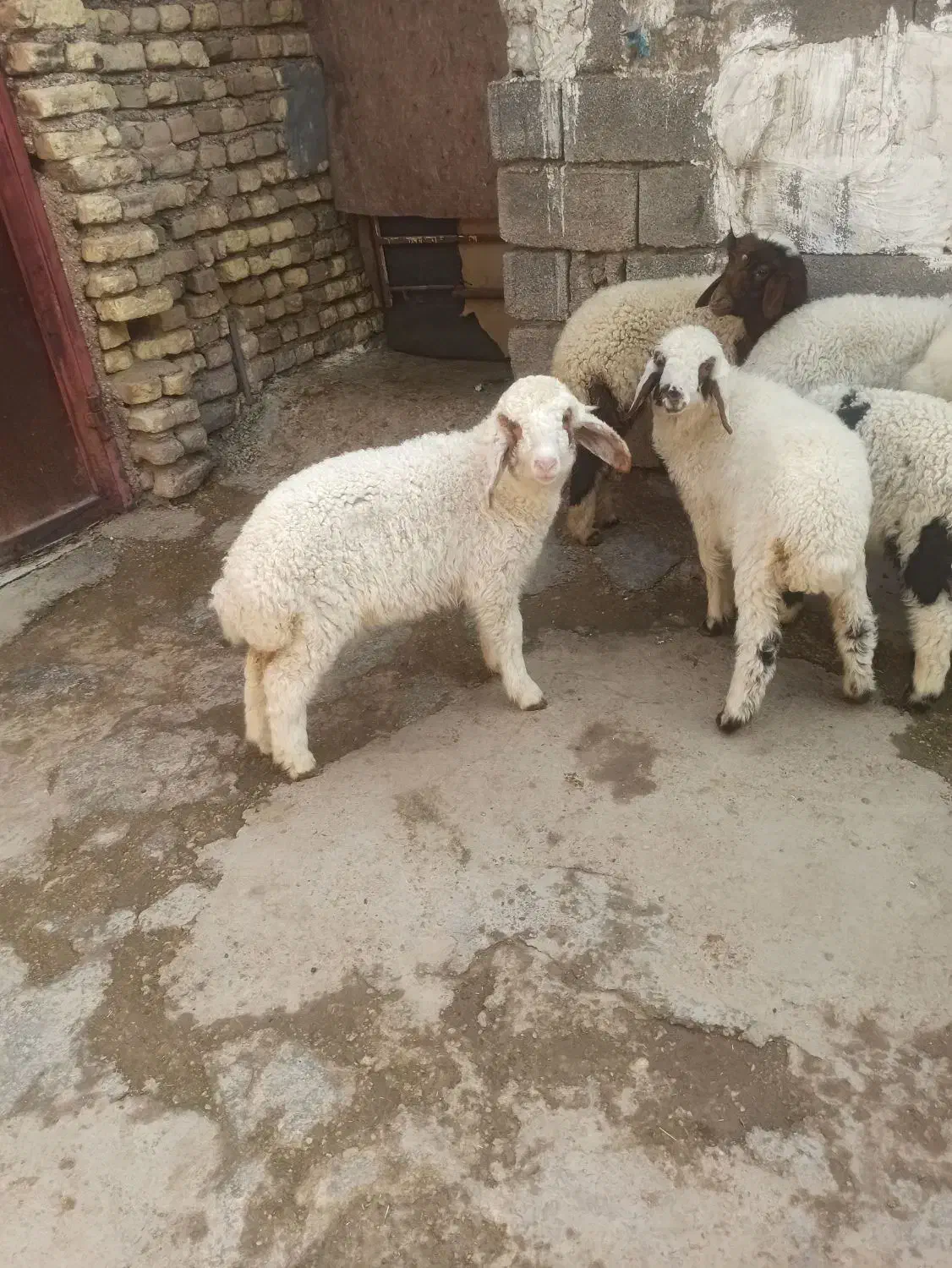 ۱۱تا بره|حیوانات مزرعه|دزفول, |دیوار