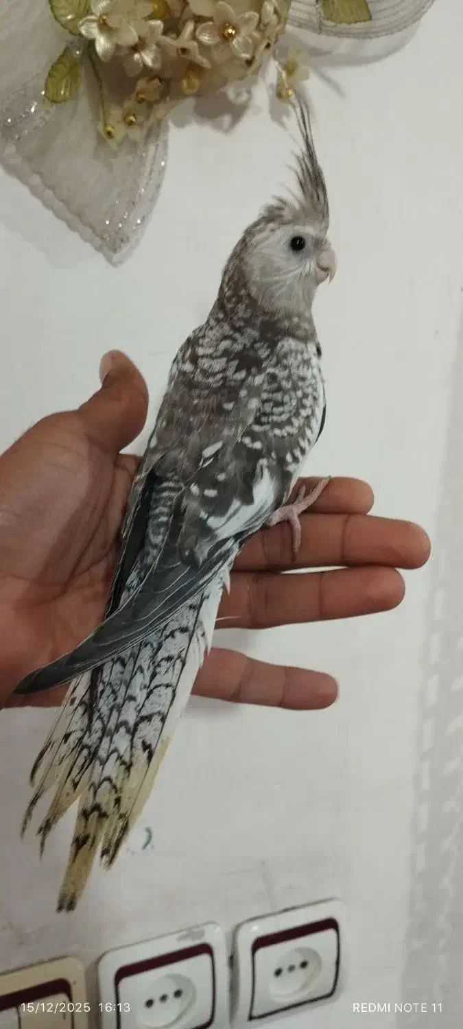 جوجه عروس هلندی دانخور|پرنده|دزفول, |دیوار