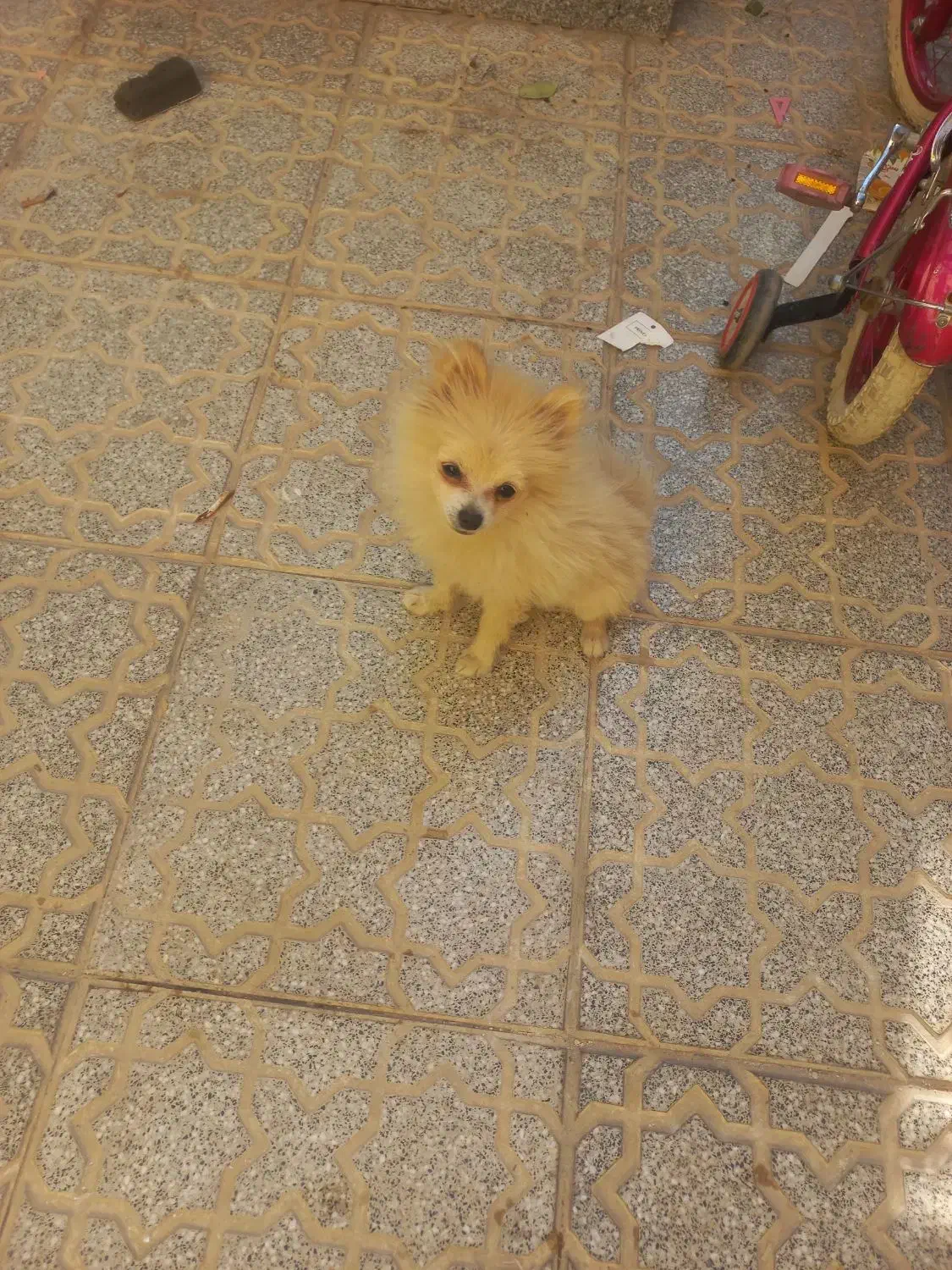 سگ پامر|سگ|یزد, |دیوار