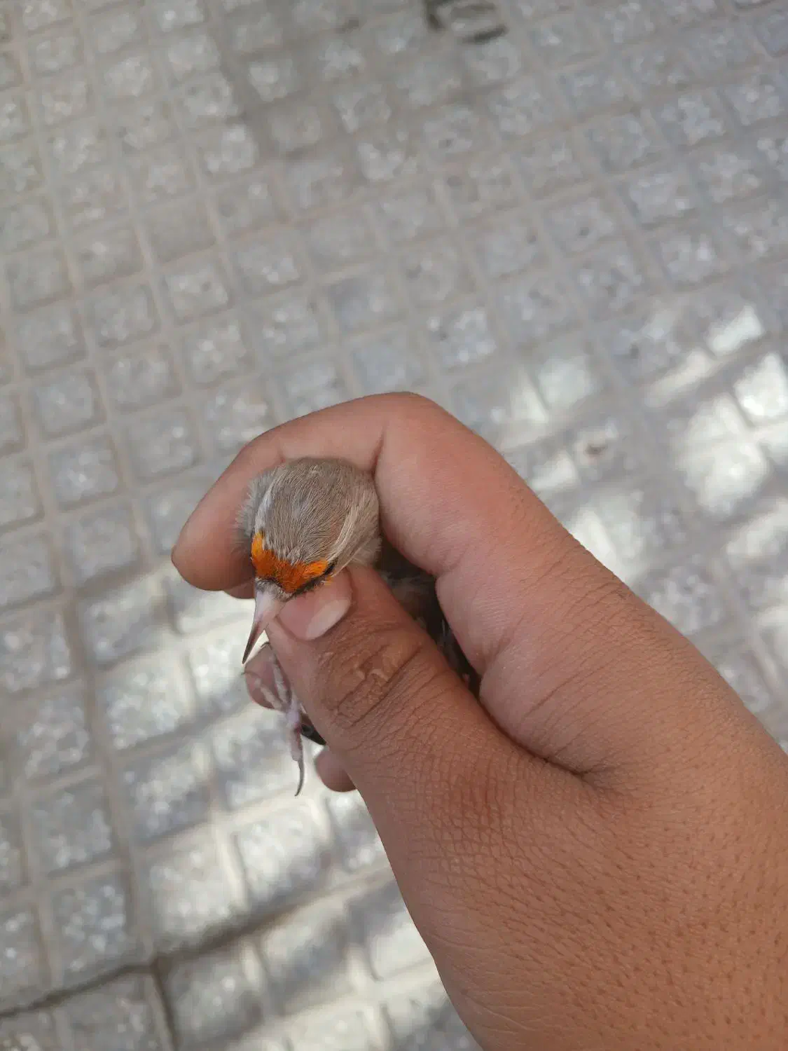 سهره نر|پرنده|بجنورد, |دیوار