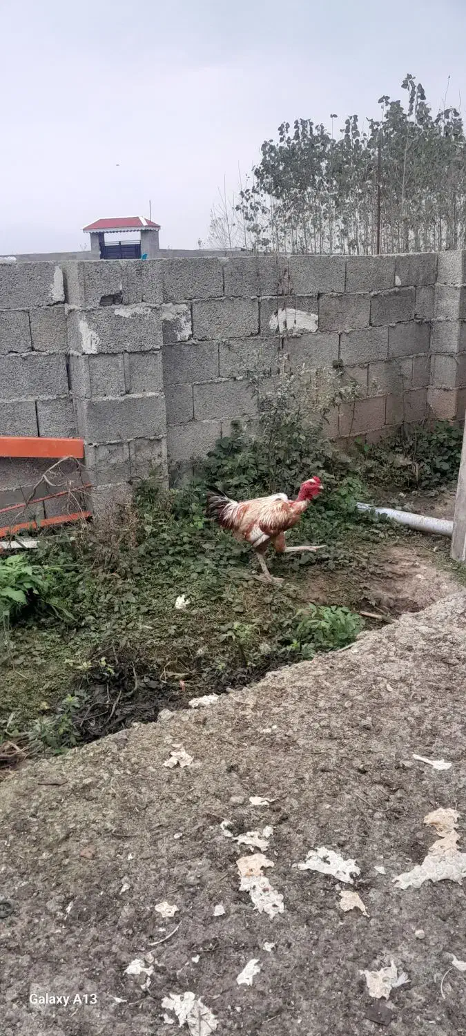 کبابی محلی با خروس لاری دورگ گردن لختی|حیوانات مزرعه|گوراب زرمیخ, |دیوار