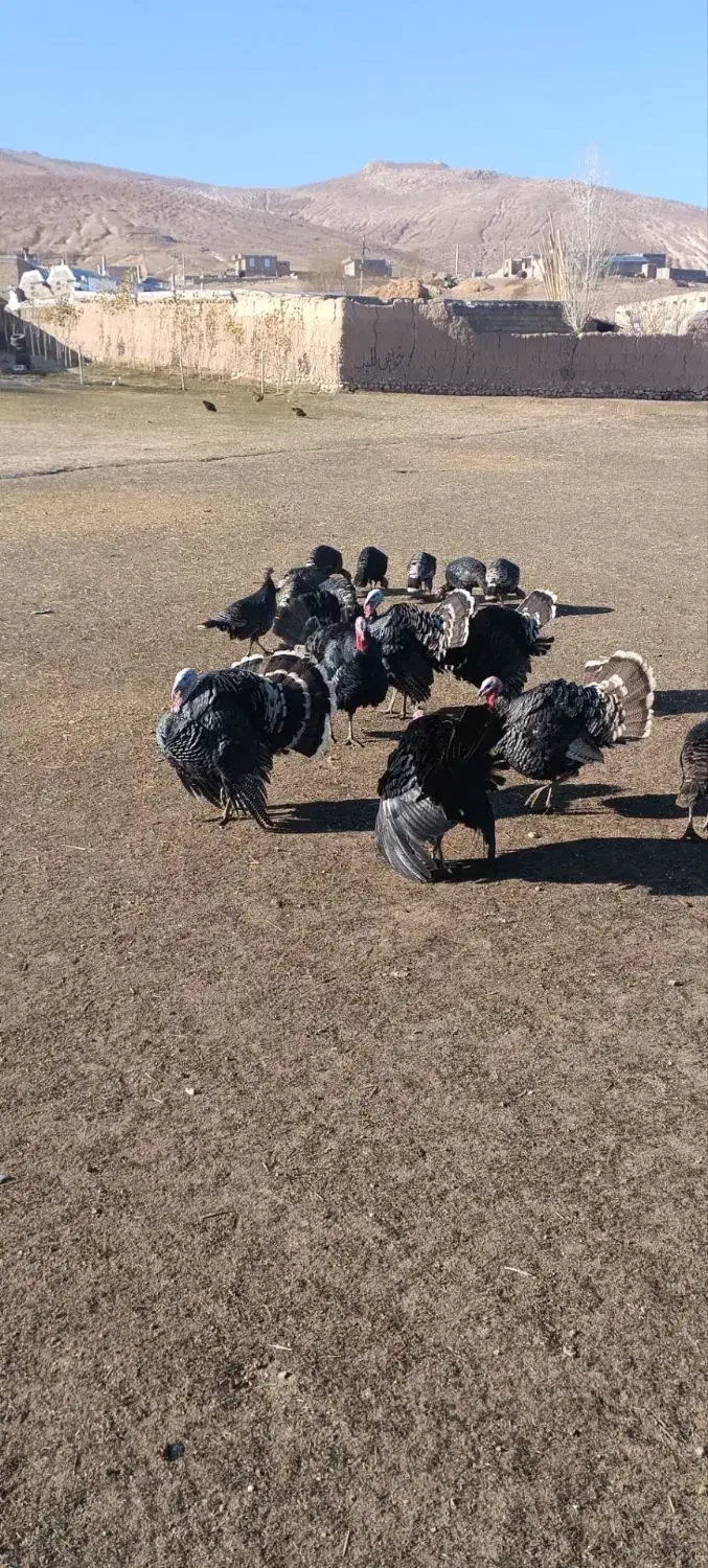 بوقلمون|حیوانات مزرعه|چالدران, |دیوار