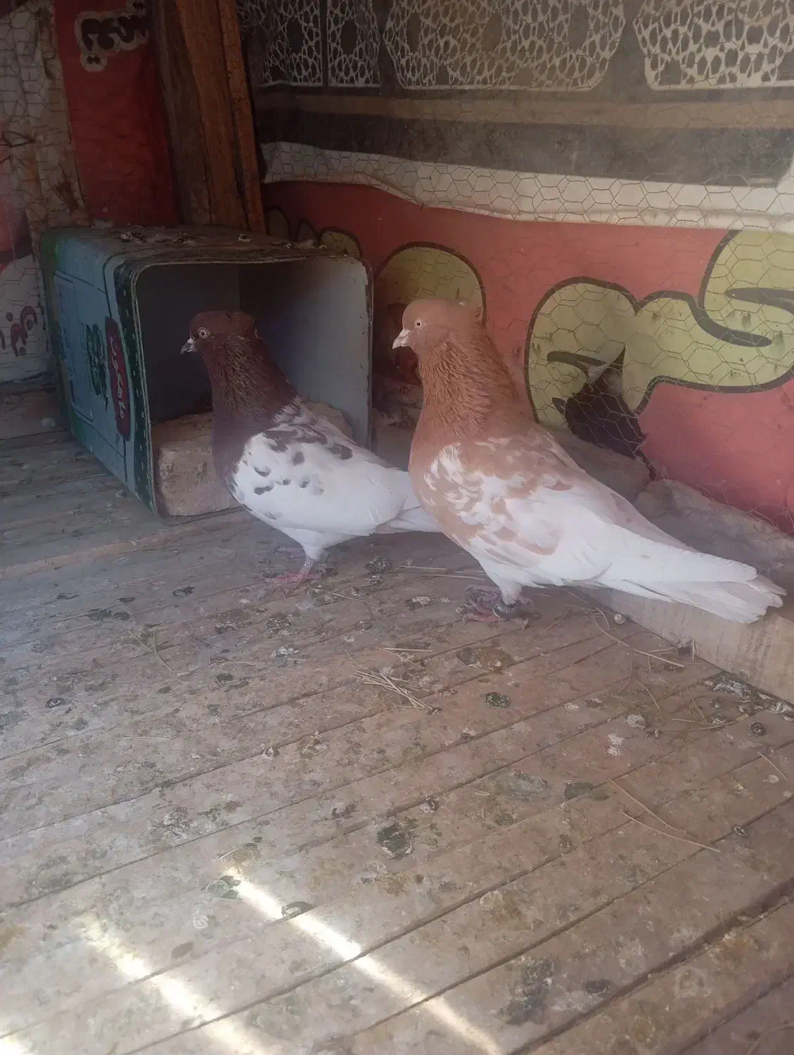 کبوتر|پرنده|باغ بهادران, |دیوار