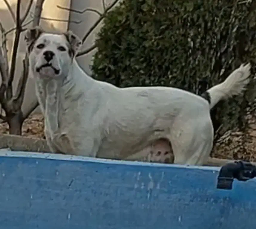 سگ نگهبان|سگ|ورامین, ورامین|دیوار