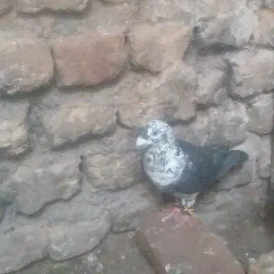 سوسکی بزک سینه سفیدعتیقه|پرنده|تربت‌حیدریه, کوی شهید احمدزاده ملکی|دیوار