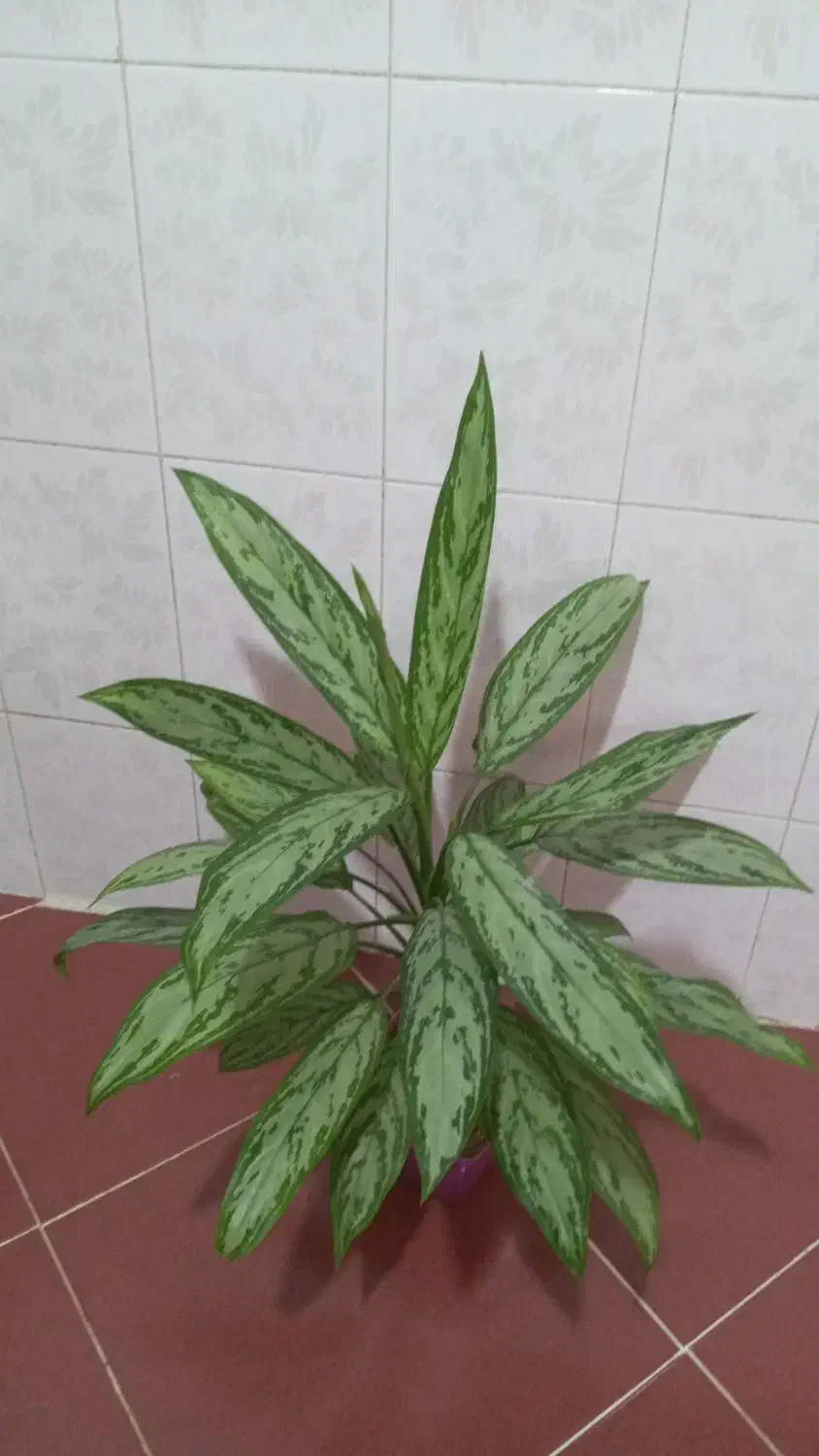 گل طبیعی|گل و گیاه طبیعی|دهلران, |دیوار