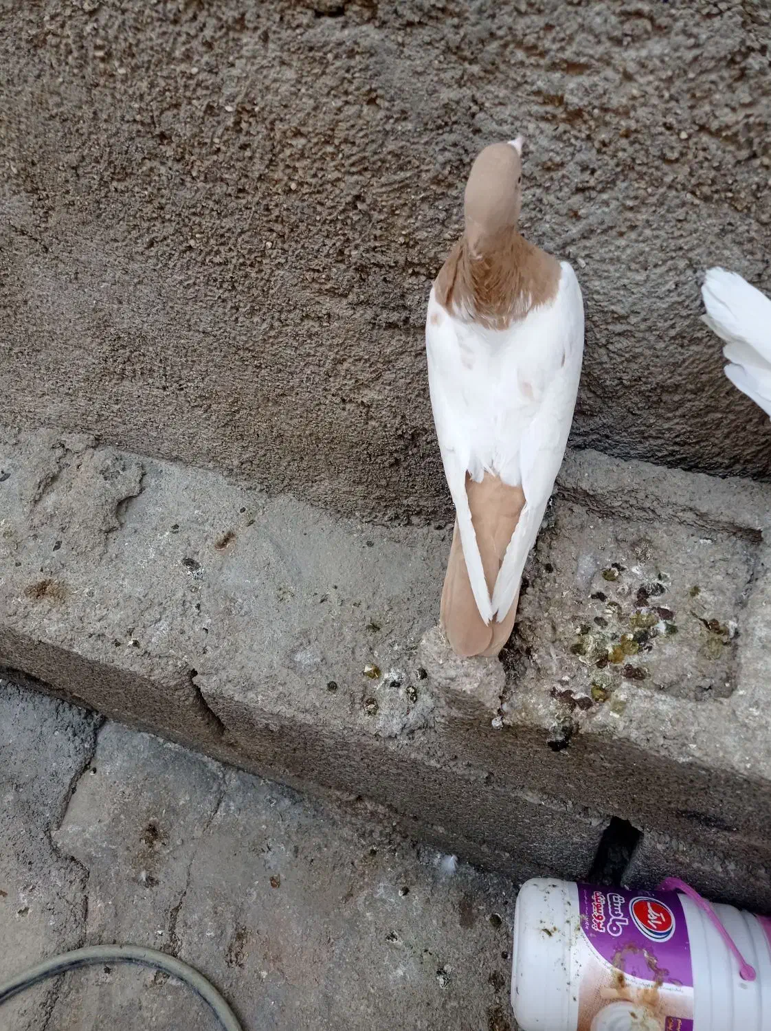 کبوتر سینیه|پرنده|دهدشت, |دیوار