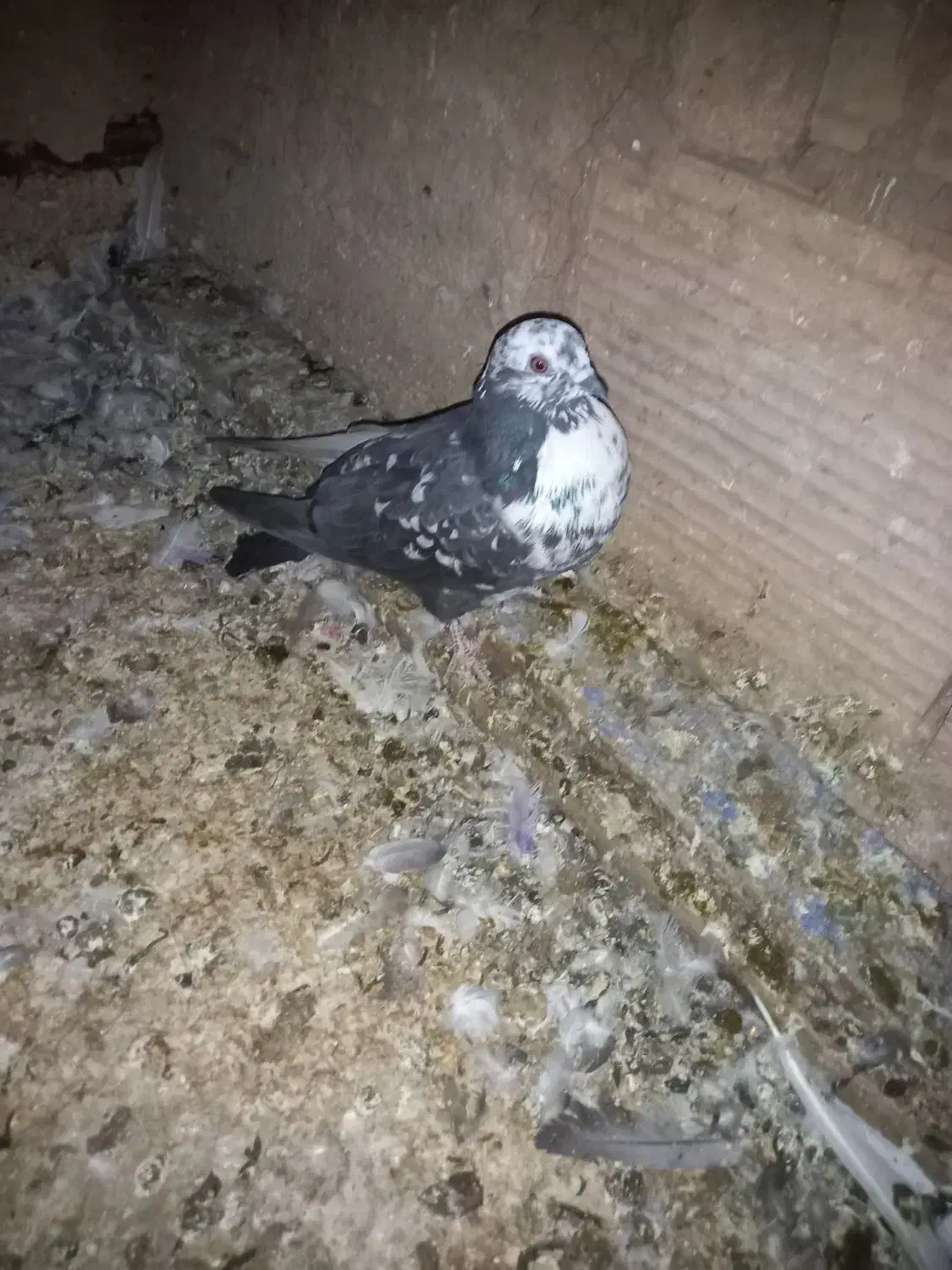 کبوتر|پرنده|خاوران, |دیوار