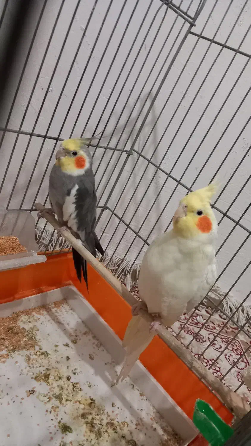 عروس هلندی زیبا|پرنده|محمدشهر, کوی بهار|دیوار