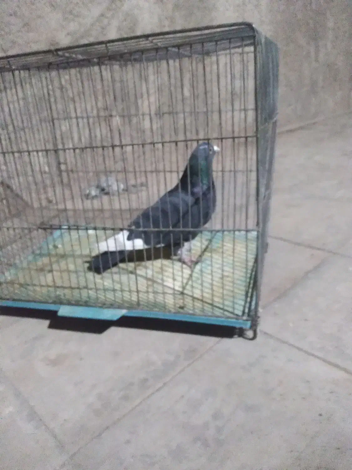 نر پلنگ|پرنده|رفسنجان, |دیوار