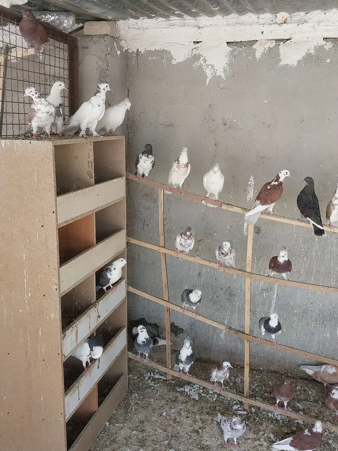 فروشی|پرنده|دامغان, |دیوار