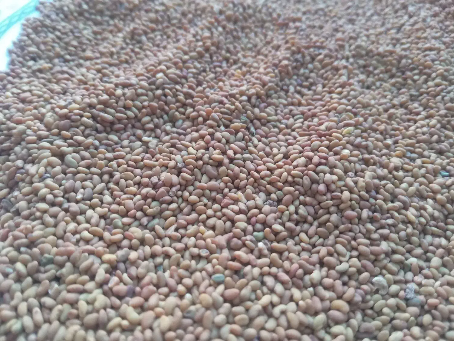 انواع بذر یونجه پایه بلند|خدمات باغبانی و درختکاری|خرمآباد, |دیوار