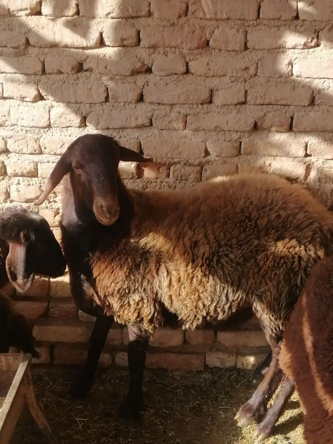بره نر بزری|حیوانات مزرعه|اسفراین, |دیوار