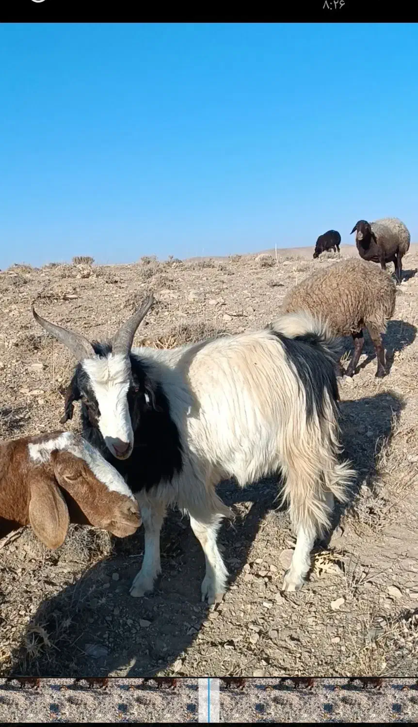 بزغاله درجه یک تخم دار افغان|حیوانات مزرعه|خرقان, |دیوار