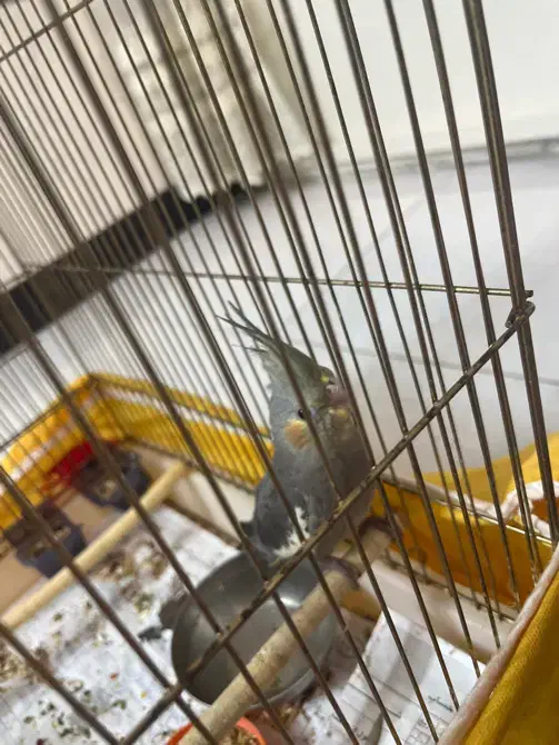 جوجه عروس هلندی ۱ماهه|پرنده|کرج, گلشهر|دیوار