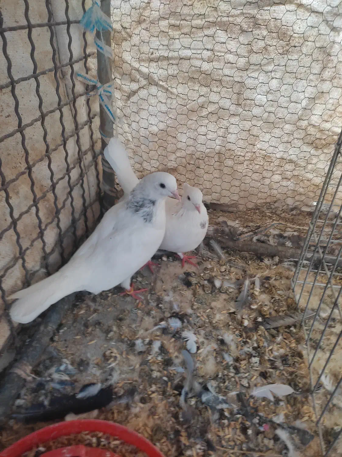 کبوتر|پرنده|اردکان, |دیوار