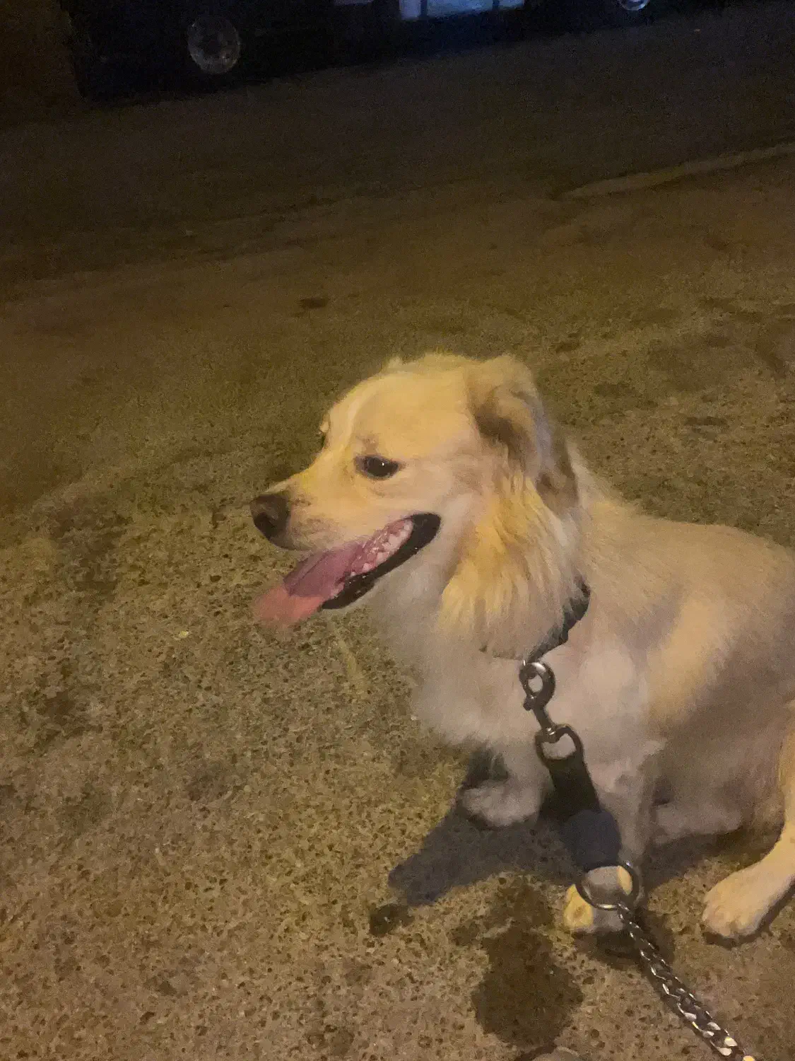 اشپیزو|سگ|بوشهر, |دیوار