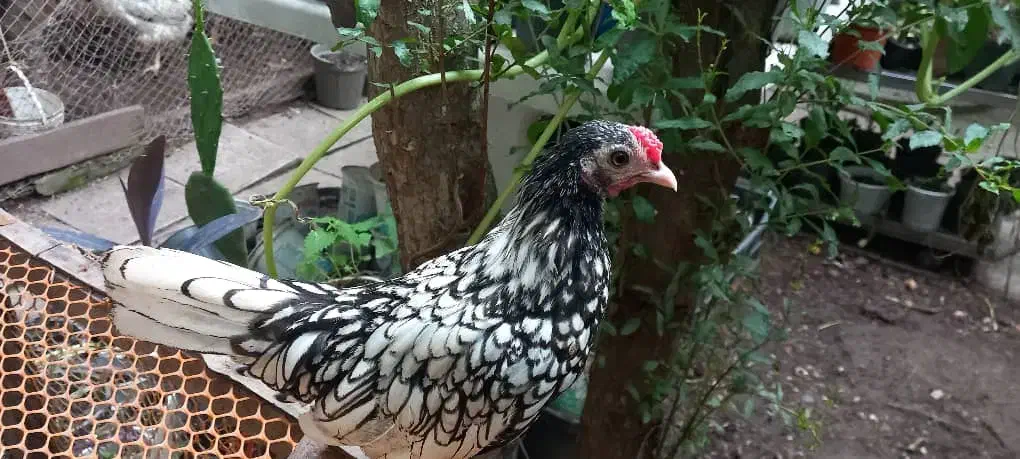 قناری زرد ماده جفت نخورده ، سیبرایت مرغ وخروس|پرنده|رشت, نخودچر|دیوار