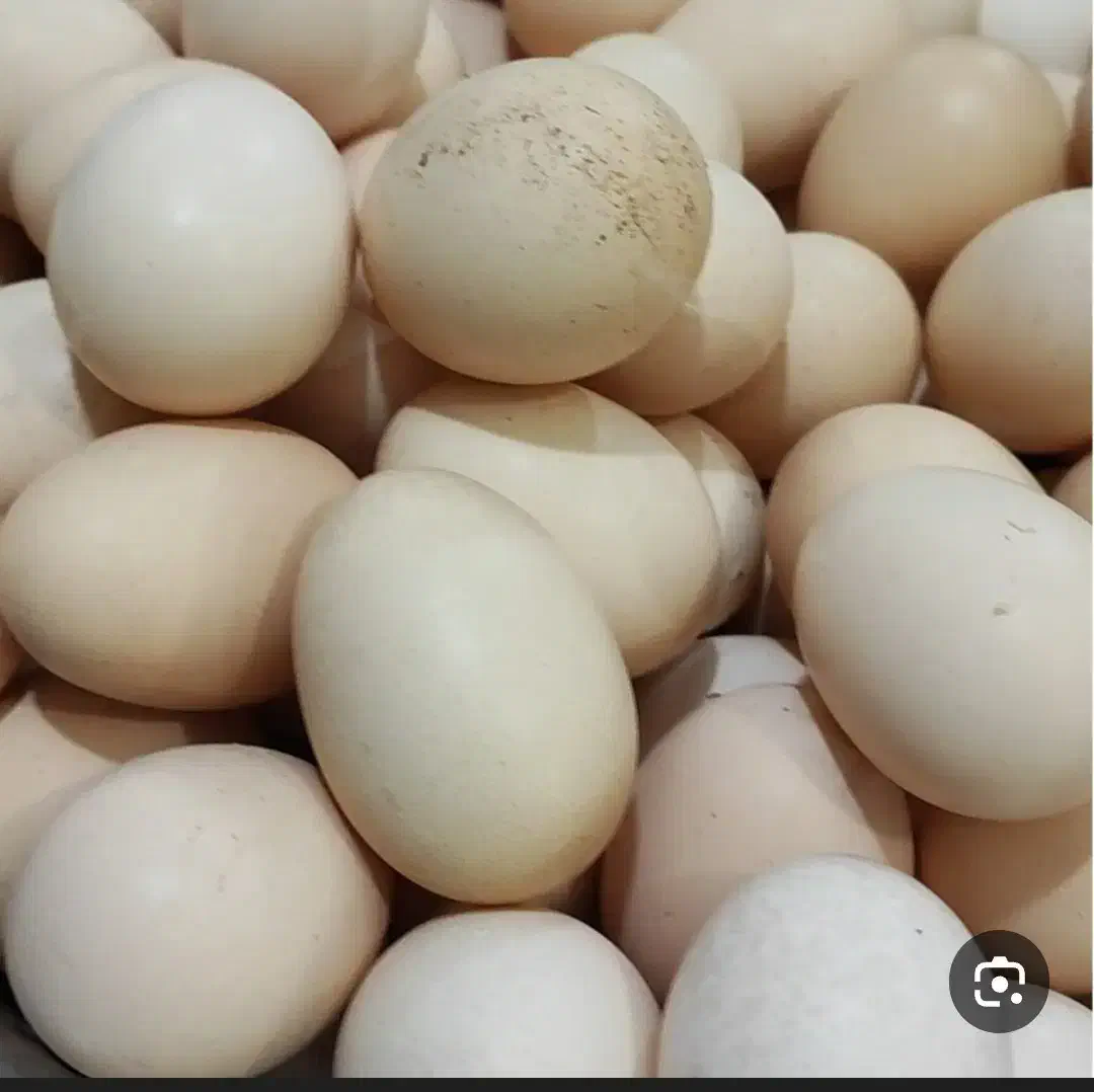 تخم مرغ خانگی|خوردنی و آشامیدنی|تربت‌حیدریه, کلاته توکلی|دیوار