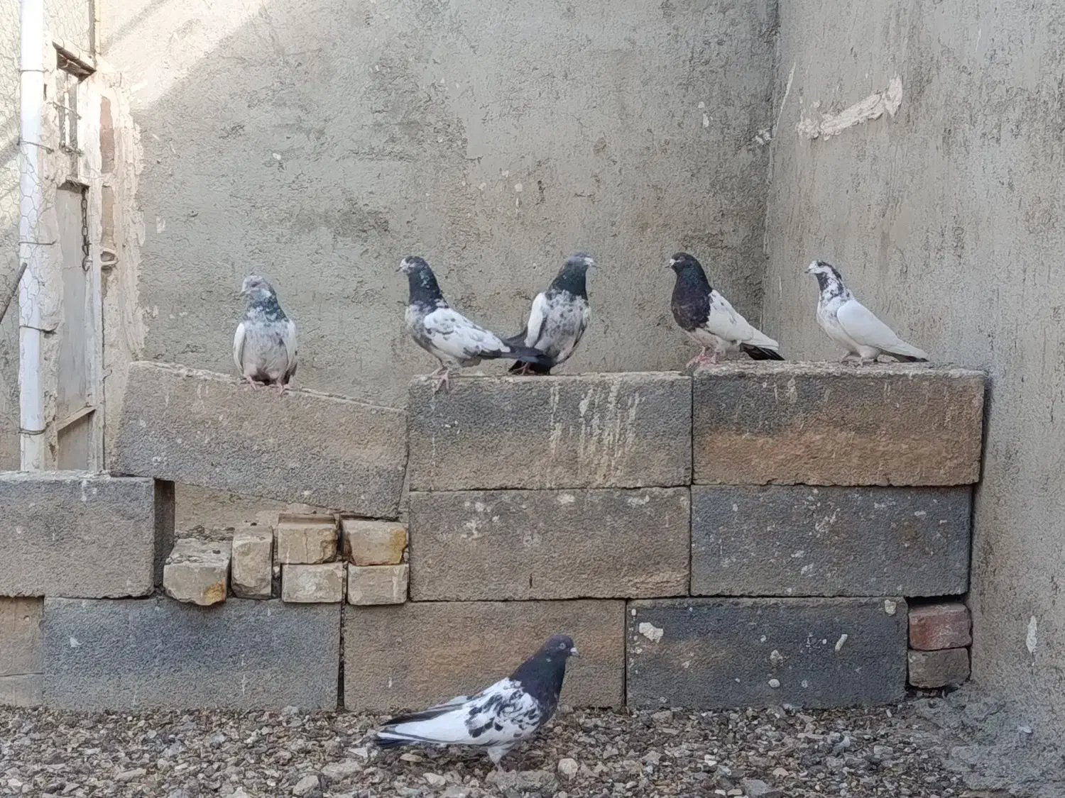 کله دم سبز|پرنده|بهار, |دیوار