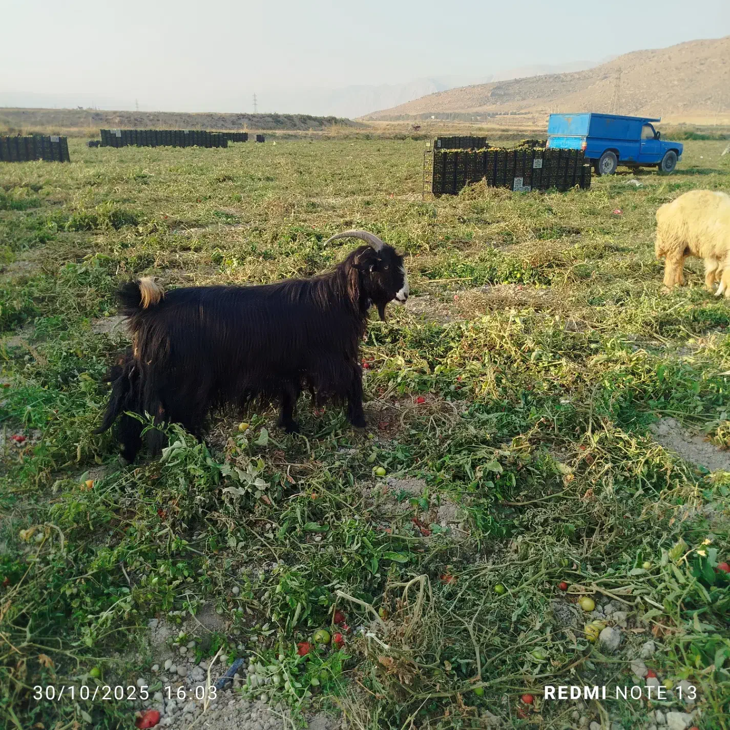 45راس بز درجه یک برای داشت|حیوانات مزرعه|درودزن, |دیوار